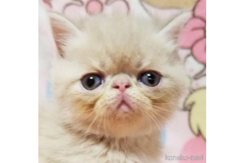 成約済の京都府のエキゾチックショートヘア-83668の2枚目